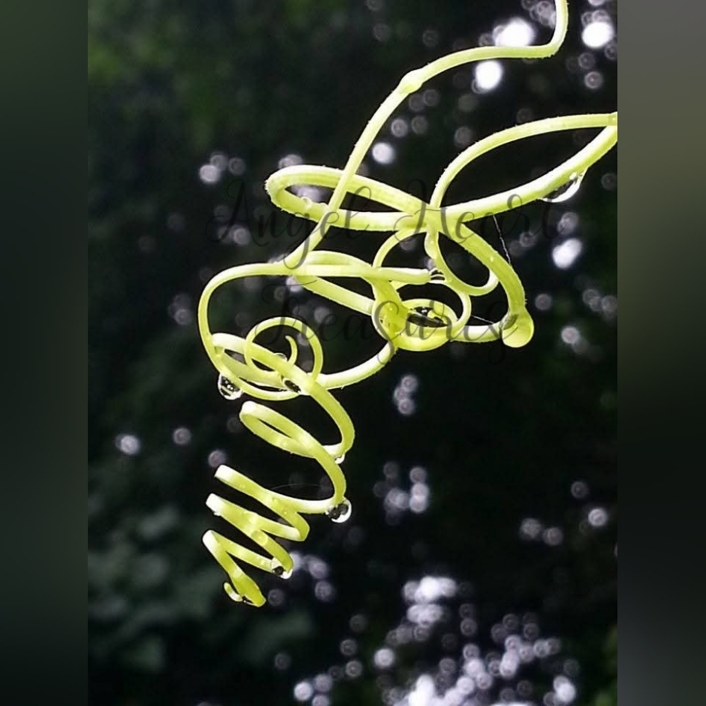 5x7 Original Photograph Of Curly Loofa Vine Spiral With Raindrops